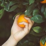 38 Uplifting Bible Verses About Bearing Fruit