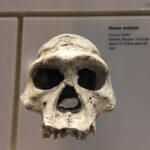 homo-heidelbergensis